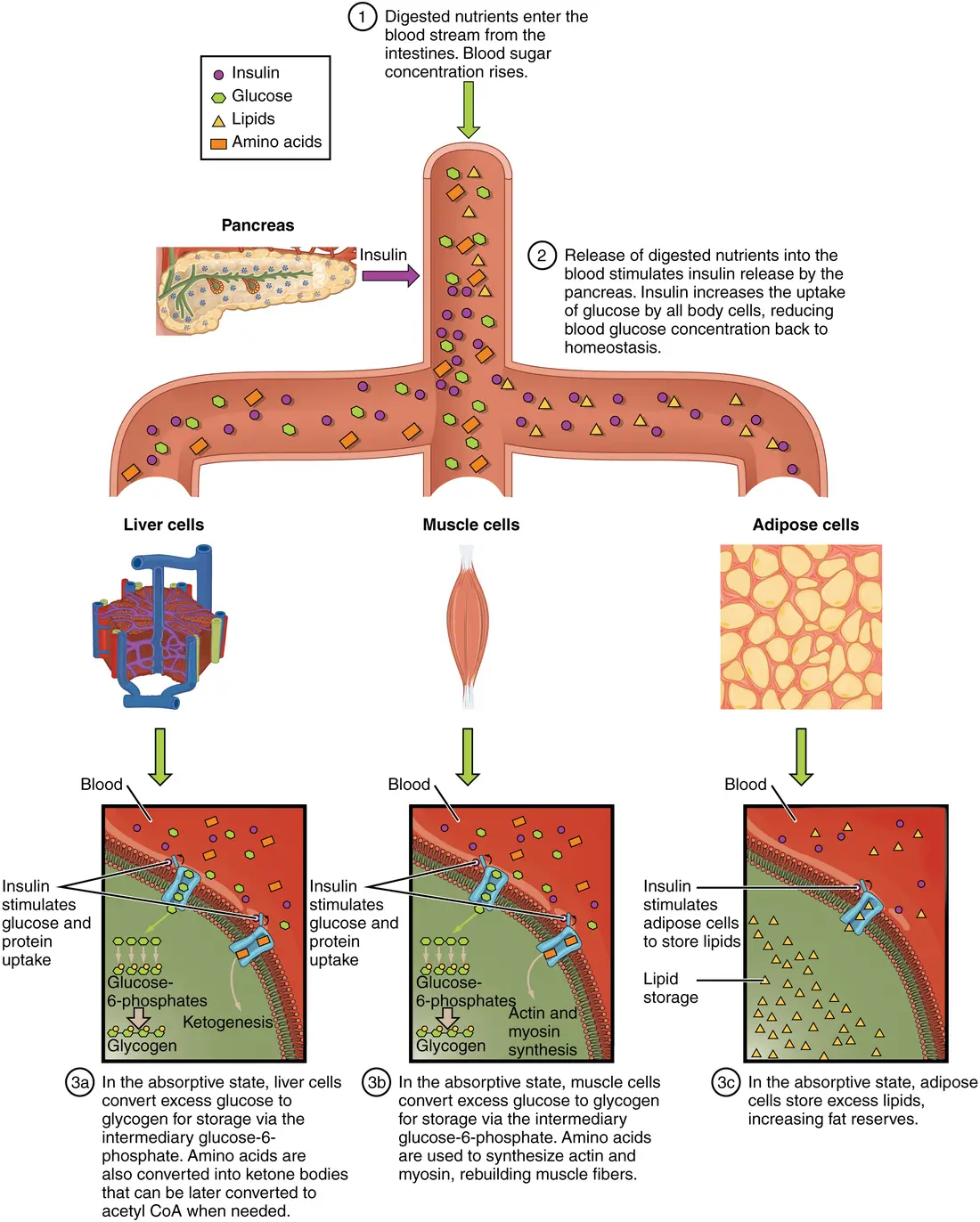 Textbook diagram of the absorptive state: nutrients and insulin in the bloodstream reaching liver, muscle and fat cells, which store glucose as glycogen and fat