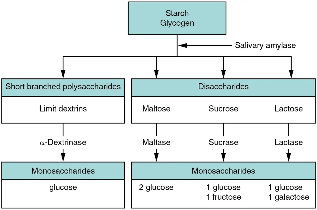 Flow chart: starch is broken into limit dextrins and disaccharides; maltase, sucrase and lactase split maltose, sucrose and lactose into glucose, fructose and galactose