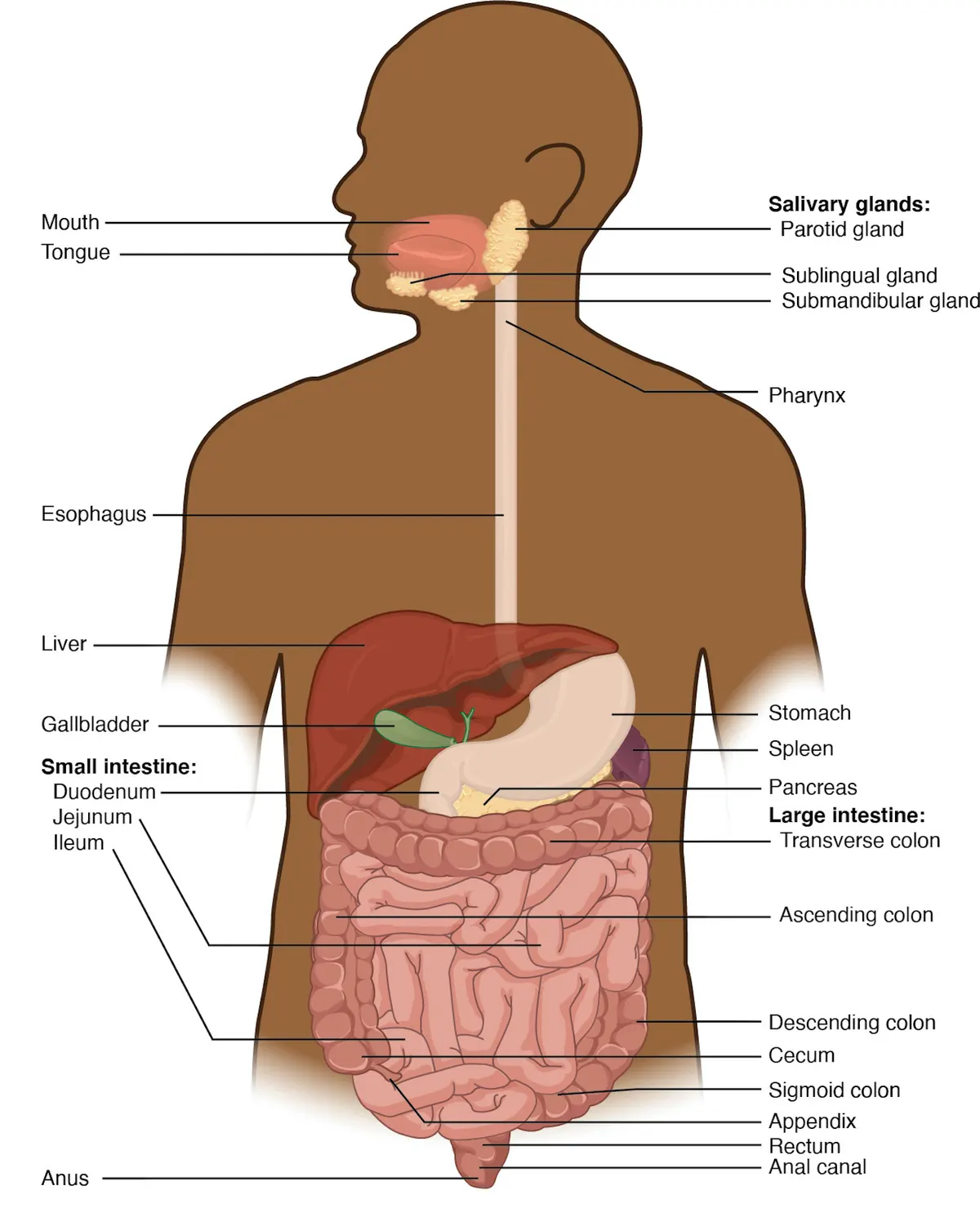 Textbook illustration of the human digestive system: mouth and salivary glands, oesophagus, liver, gallbladder, stomach, spleen, pancreas, small intestine and large intestine inside a body outline