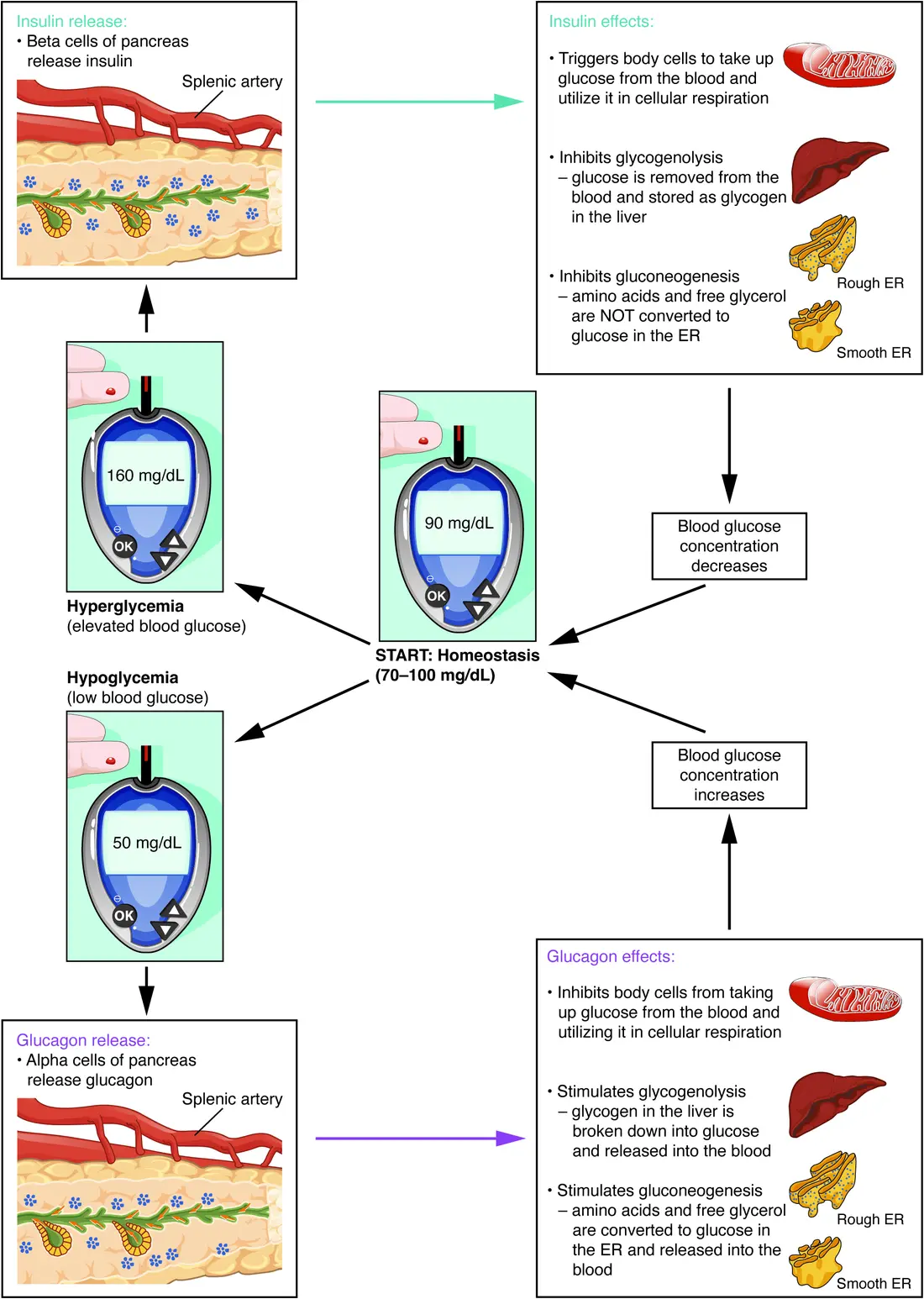 Textbook flow diagram: high blood glucose triggers insulin release from beta cells, which lowers glucose; low blood glucose triggers glucagon release from alpha cells, which raises glucose
