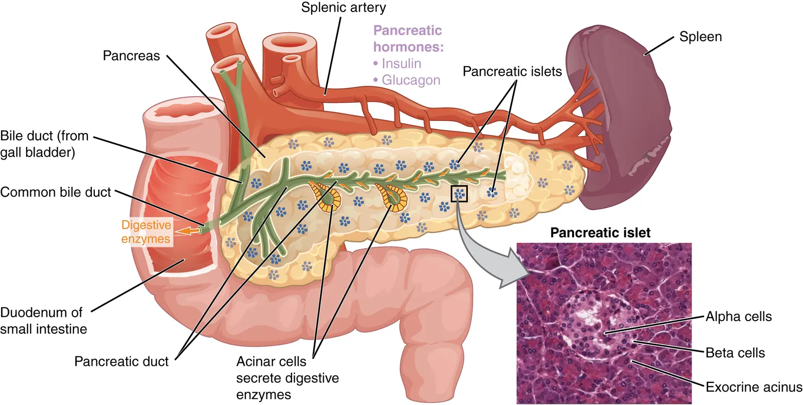 Illustration of the pancreas beside the duodenum and spleen, with pancreatic islets marked and a micrograph of one islet showing alpha cells, beta cells and the surrounding exocrine acinus