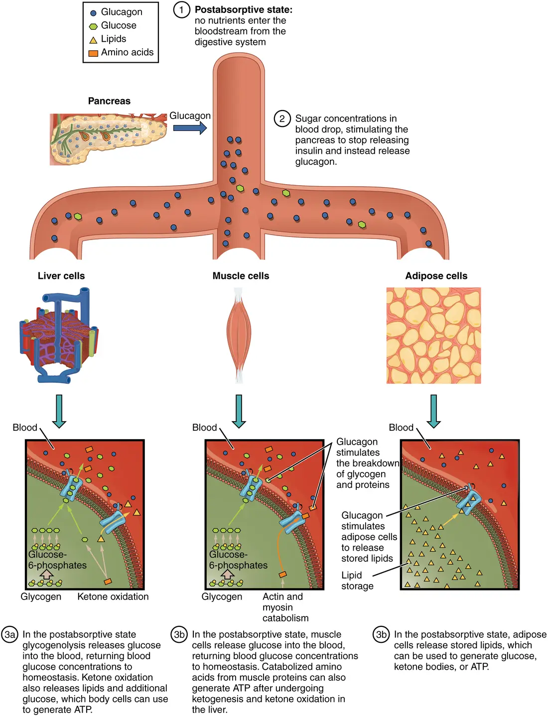 Textbook diagram of the postabsorptive state: glucagon in the bloodstream acting on liver, muscle and fat cells to release stored fuel